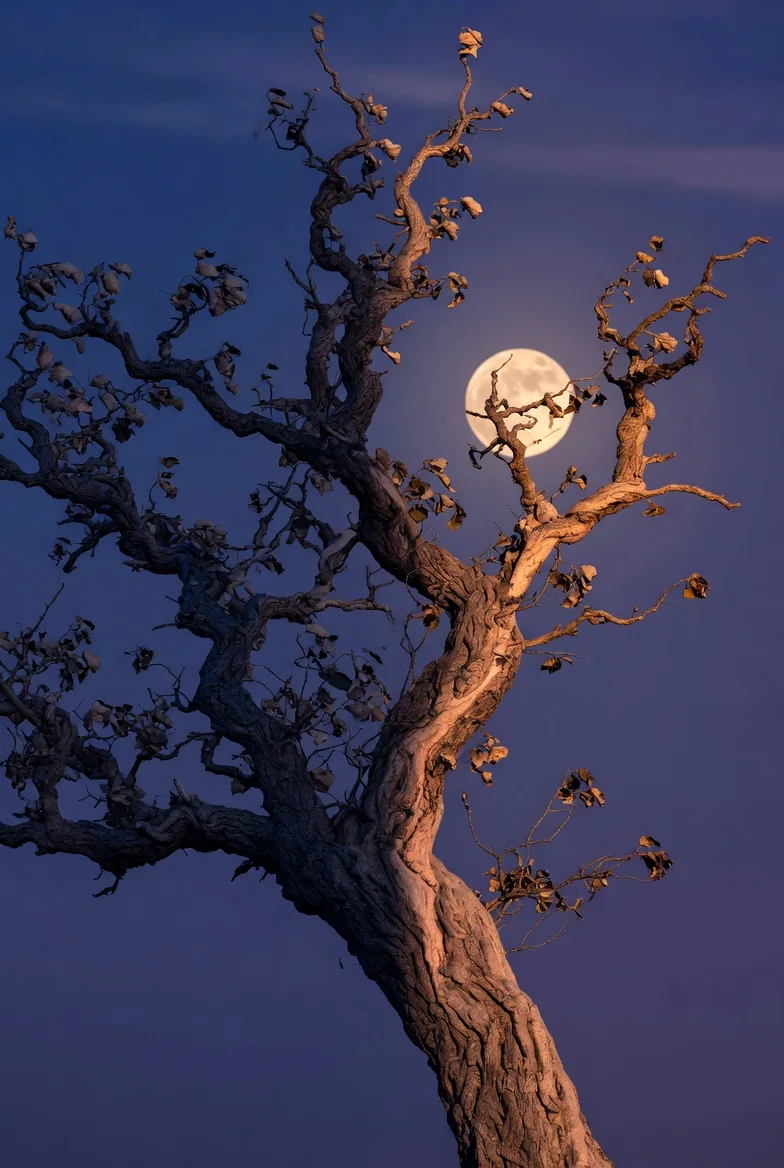 Moon behind a sculptural tree
