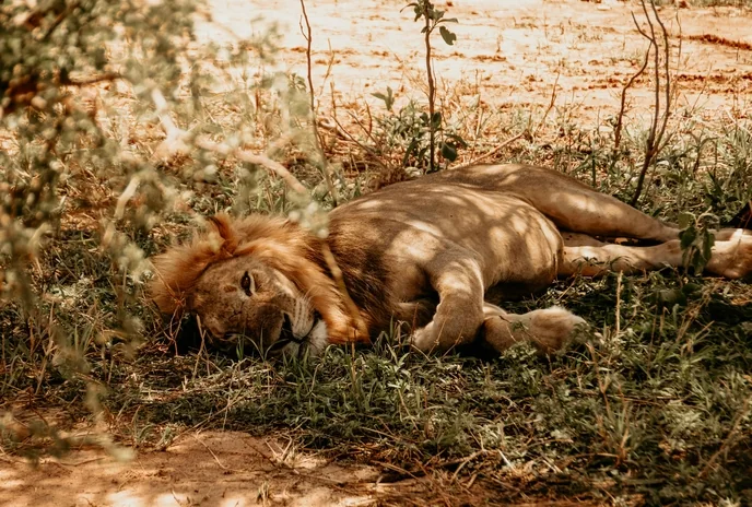 Lion resting beneath trees